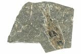 Oligocene Fossil Percoid Fish (Oligoserranoides) - Poland #320645-1
